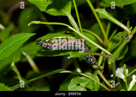 Doleschallia Bisaltide, Herbstblatt Schmetterling Larve, 5. instar Stockfoto