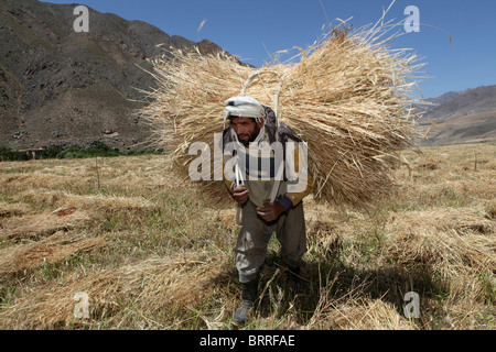 landwirtschaftliche Tätigkeiten in Afghanistan Stockfoto