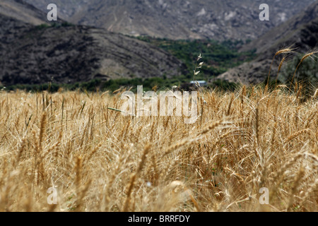 landwirtschaftliche Tätigkeiten in Afghanistan Stockfoto