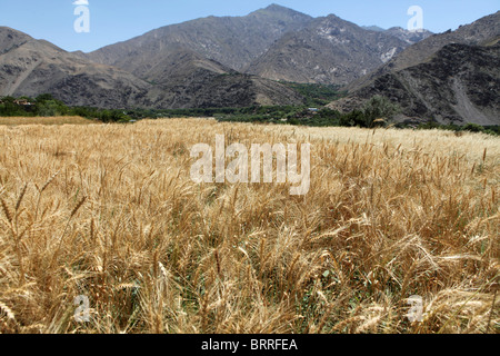 landwirtschaftliche Tätigkeiten in Afghanistan Stockfoto