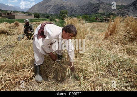 landwirtschaftliche Tätigkeiten in Afghanistan Stockfoto