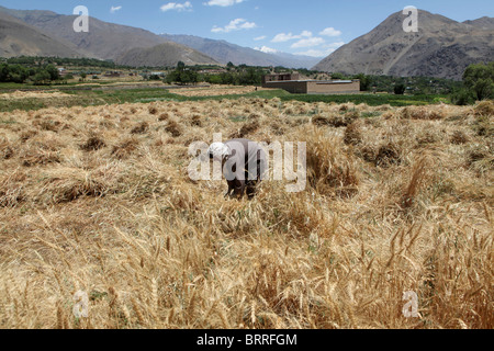 landwirtschaftliche Tätigkeiten in Afghanistan Stockfoto