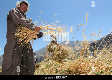 landwirtschaftliche Tätigkeiten in Afghanistan Stockfoto