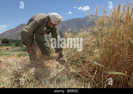 landwirtschaftliche Tätigkeiten in Afghanistan Stockfoto