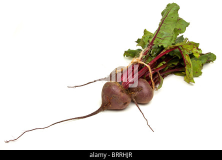 Frisch geerntete rote Beete mit ihren Wurzeln und isoliert gegen weiße Spitzen. Stockfoto