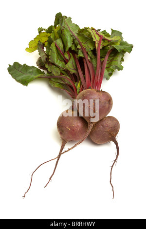 Frisch geerntete rote Beete mit ihren Wurzeln und isoliert gegen weiße Spitzen. Stockfoto