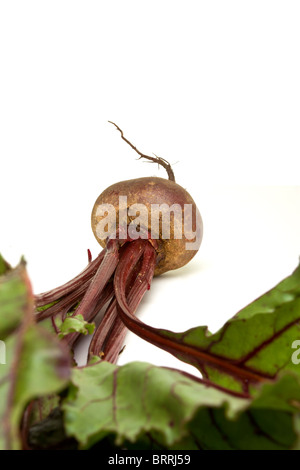 Frisch geerntete rote Beete mit ihren Wurzeln und isoliert gegen weiße Spitzen. Stockfoto