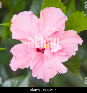 Rosa Hibiskus Stockfoto