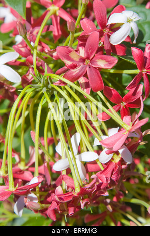 Quisqualis Indica oder die chinesischen Geißblatt in Blüte Stockfoto