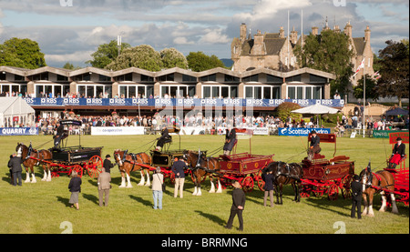 Schweres Pferd Wahlbeteiligung Handelsklasse im Ehrenring auf der Royal Highland Show Stockfoto