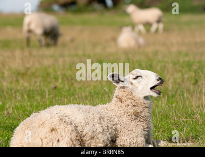 Lustige Schafe blöken in einem Feld in Northumberland, England Stockfoto