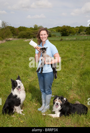 Eine junge weibliche Flasche füttern ein Lamm in einem Feld mit Schafen im Hintergrund und ihre zwei Border Collie Hunde im Vordergrund