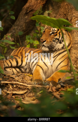 Ein Tiger, als ein junges von Wilderern gerettet sitzt am Fuße eines Baumes in einer sicheren Verbindung in Laos. Stockfoto