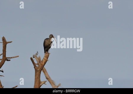 Hadada Ibis - Hadeda Ibis (Bostrychia Hagedash - Hagedashia Hagedash) in einem Baum Stockfoto