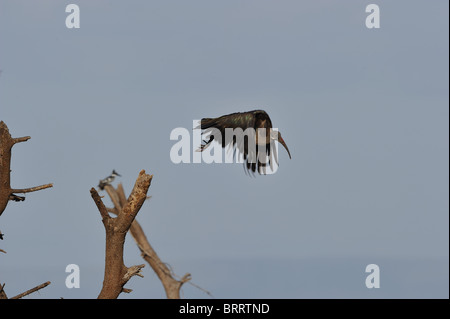 Hadada Ibis - Hadeda Ibis (Bostrychia Hagedash - Hagedashia Hagedash) von einem Baum Stockfoto