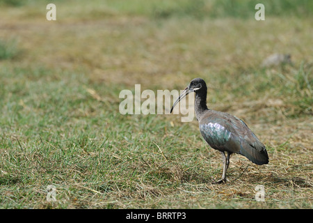 Hadada Ibis - Hadeda Ibis (Bostrychia Hagedash - Hagedashia Hagedash) Futter für die Würmer in der Wiese Stockfoto
