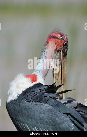 Marabou Storch (Leptoptilos Crumeniferus) putzen - Lake Baringo - Kenia - Ostafrika Stockfoto