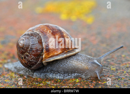 Schnecke Garten-Schnecke (Helix Aspersa) gilt als einer der wichtigsten Schädlinge für Gärtner und wichtige Nahrungsquelle für viele Vögel Stockfoto