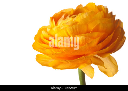 Orange Ranunculus isoliert auf weißem Hintergrund Stockfoto