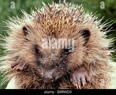 Igel (Erinaceus Europaeus) in einem UK-Garten Stockfoto