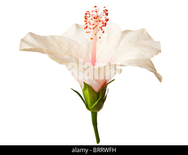 Hibiskus-Blume auf einer rein weißen Hintergrund isoliert Stockfoto