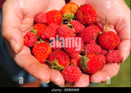 Gärtner Hand hält frisch gepflückt Beeren aus dem Garten - Zentrum Fokus. Stockfoto