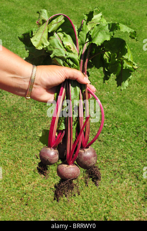 Gärtner handverlesene halten frisch rote Beete aus dem Garten Stockfoto