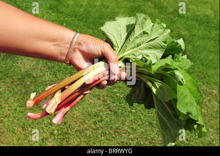 Gärtner handverlesene halten frisch Rhabarber aus dem Garten Stockfoto