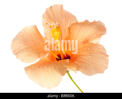 Hibiskusblüte isoliert auf weißem Hintergrund Stockfoto