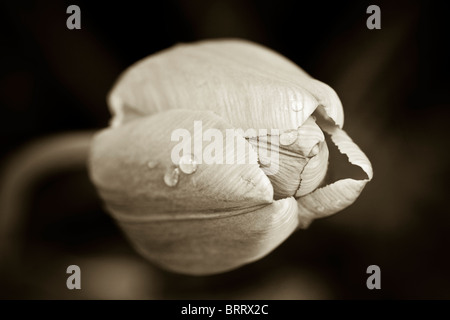 Ein Makro des weniger-Tulip einige Morgen Regentropfen in schwarz / weiß Stockfoto