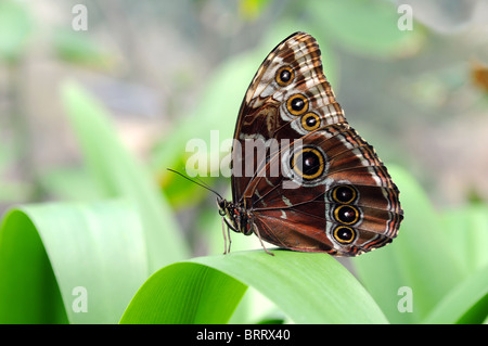 Morpho-Schmetterling mit gefalteten Flügeln thront auf Blatt Stockfoto