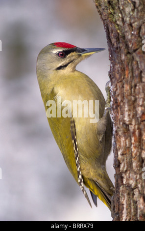 Grünspecht (Picus Viridis), männliche im Winter Futterplatz Stockfoto