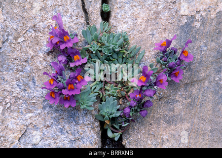 Alpen-Leinkraut (Linaria Alpina), Nationalpark Hohe Tauern, Ost-Tirol, Österreich, Europa Stockfoto