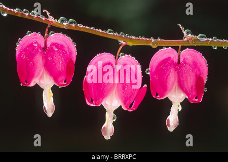 Tränendes Herz, Venuss Auto (Dicentra Spectabilis) nach Regenfällen, Nord-Tirol, Österreich, Europa Stockfoto