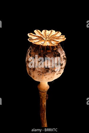 Nahaufnahme der alten getrocknet Mohn Kopf mit Mehltau vor Ort Musterung vor einem dunklen Hintergrund schwarz Stockfoto