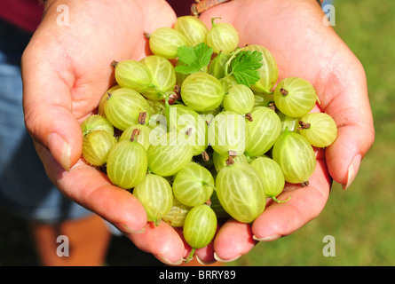 Gärtner Hand hält frisch gepflückt Stachelbeeren aus dem Garten - Zentrum Fokus. Stockfoto