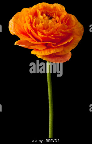 Orange Ranunculus auf schwarzem Hintergrund isoliert Stockfoto