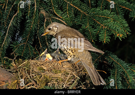 Misteldrossel Drossel (Turdus Viscivorus) am Nest mit jungen Stockfoto