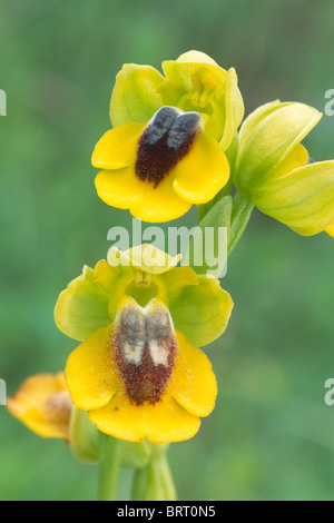 Gelbe Ophrys (Ophrys Lutea), Andalusien, Spanien, Europa Stockfoto