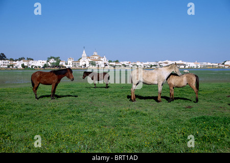 Andalusische Pferde in freier Wildbahn, vor dem Dorf El Rocio, Donana Nationalpark, Andalusien, Spanien, Europa Stockfoto