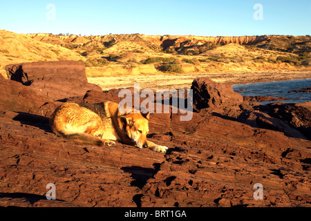 Hund auf Felsen Hallett Cove Südaustralien Stockfoto