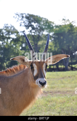 Hippotragus Bluebuck Antilope Stockfoto