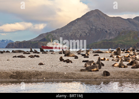 Antarktischen Seebären, Arctocephalus Gazella Right Whale Bay Beach, South Georgia Island. Stockfoto