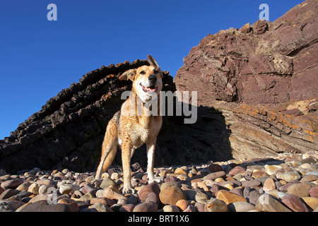 Hund auf Felsen Hallett Cove Südaustralien Stockfoto