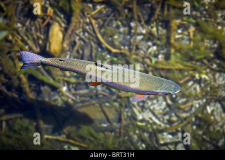 Eine Regenbogenforelle (Oncorhynchus Mykiss) schwimmen an der Oberfläche eines Flusses Auvergne (Frankreich). Stockfoto