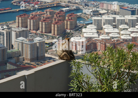 Barbary Affe (Macaca Sylvanus) an der Spitze des Felsens mit Blick auf die Stadt, Gibraltar, Großbritannien, Westeuropa. Stockfoto