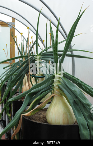 Riesigen Zwiebeln, wie Sie wachsen, Pflanzen und Kultur in Gewächshäuser und Folientunnel. Stockfoto