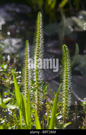 Stuten-Tail, Hippuris Vulgaris, Wasserpflanze, England Stockfoto