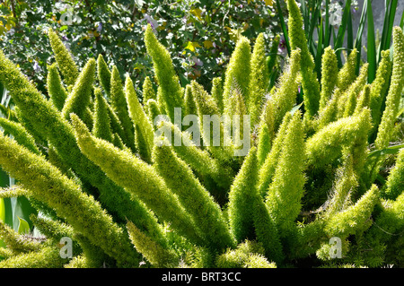 Pflanzen an der Santa Barbara Mission, Kalifornien, USA Stockfoto