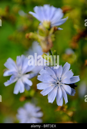 Chicorée in einen kleinen Bauerngarten Oxfordshire UK Stockfoto